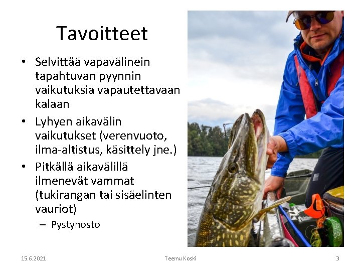 Tavoitteet • Selvittää vapavälinein tapahtuvan pyynnin vaikutuksia vapautettavaan kalaan • Lyhyen aikavälin vaikutukset (verenvuoto,