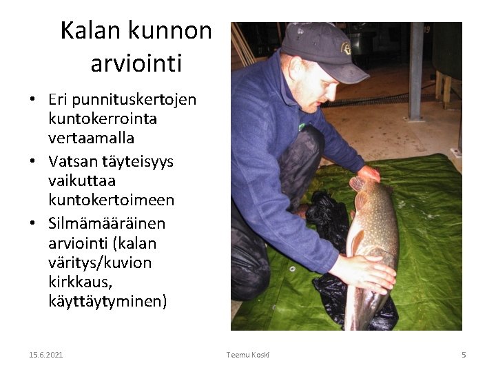 Kalan kunnon arviointi • Eri punnituskertojen kuntokerrointa vertaamalla • Vatsan täyteisyys vaikuttaa kuntokertoimeen •