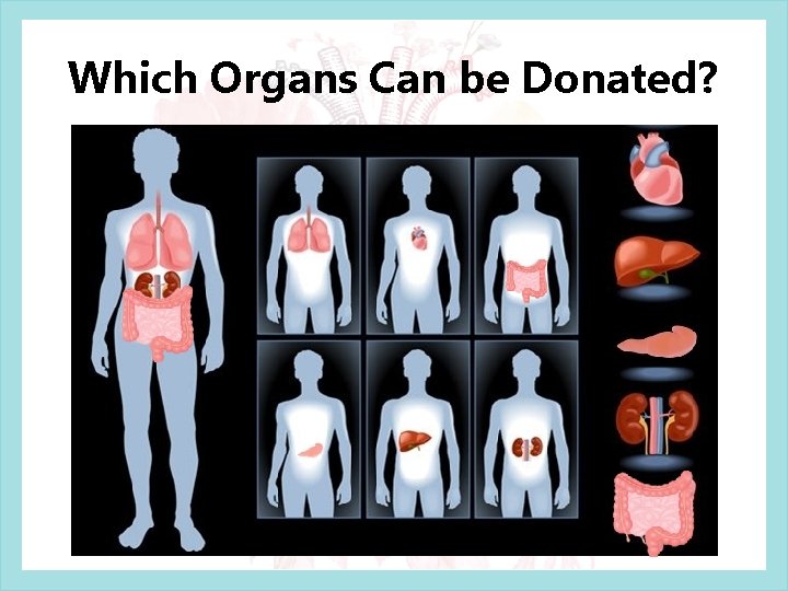 Which Organs Can be Donated? 