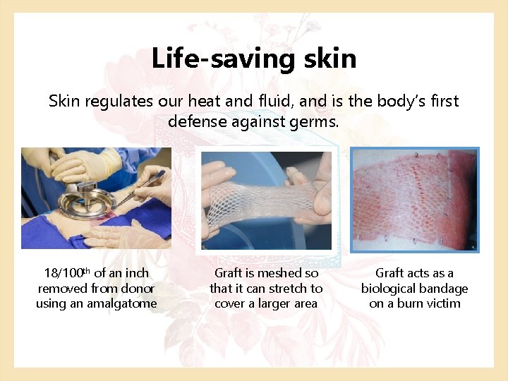 Life-saving skin Skin regulates our heat and fluid, and is the body’s first defense