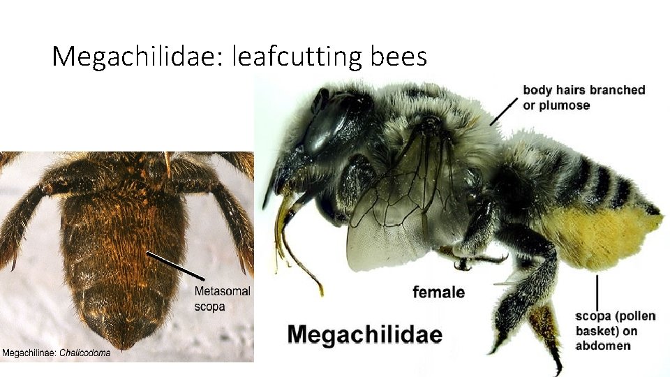 Megachilidae: leafcutting bees 