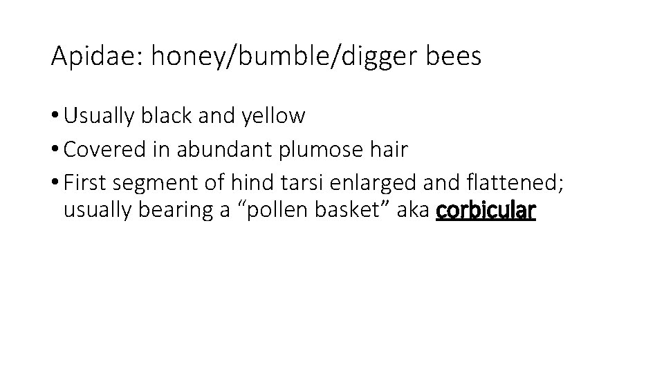 Apidae: honey/bumble/digger bees • Usually black and yellow • Covered in abundant plumose hair