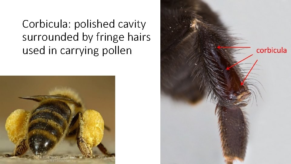 Corbicula: polished cavity surrounded by fringe hairs used in carrying pollen 