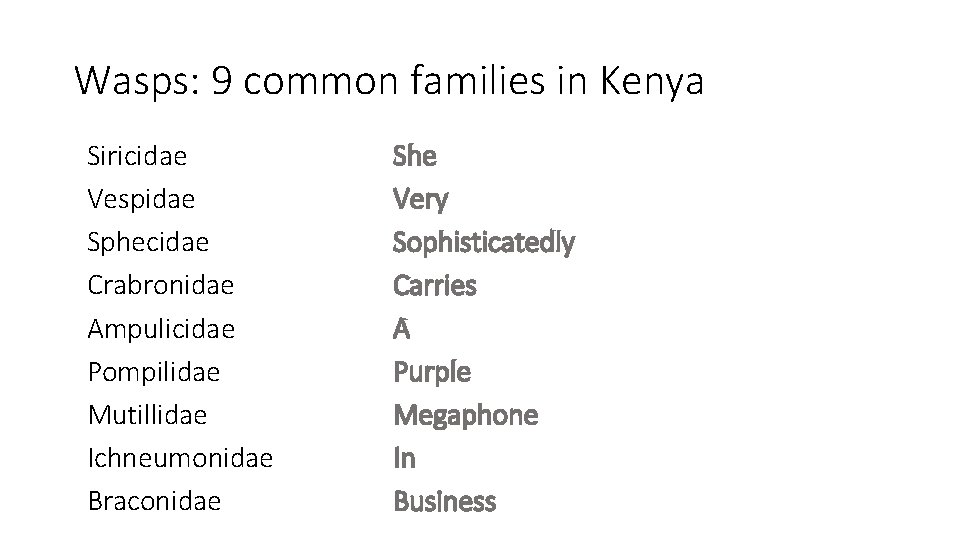 Wasps: 9 common families in Kenya Siricidae Vespidae Sphecidae Crabronidae Ampulicidae Pompilidae Mutillidae Ichneumonidae
