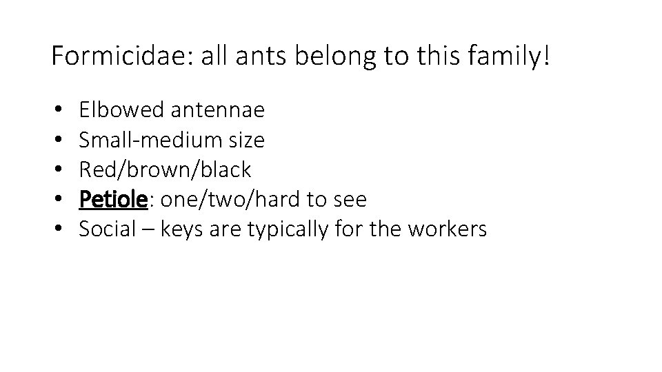 Formicidae: all ants belong to this family! • • • Elbowed antennae Small-medium size