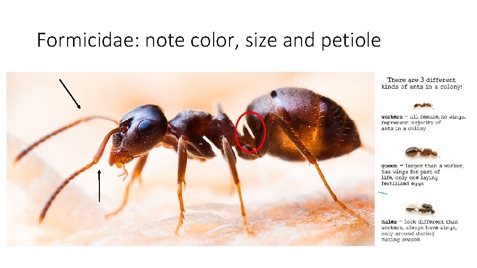 Formicidae: note color, size and petiole 