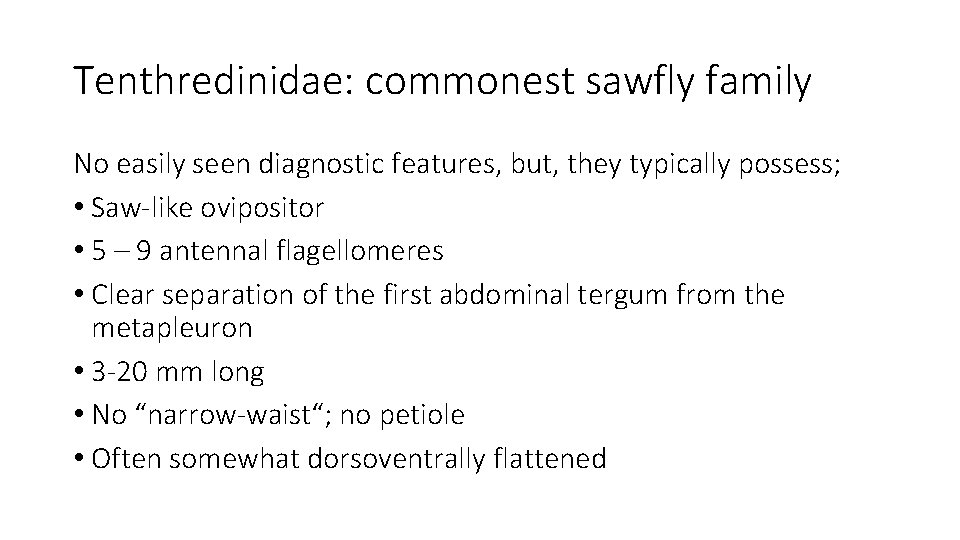 Tenthredinidae: commonest sawfly family No easily seen diagnostic features, but, they typically possess; •