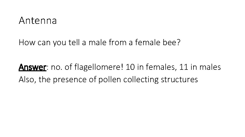 Antenna How can you tell a male from a female bee? Answer: no. of
