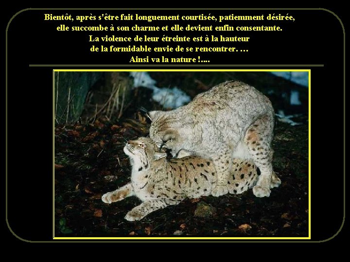 Bientôt, après s'être fait longuement courtisée, patiemment désirée, elle succombe à son charme et Bientôt, après s'être fait longuement courtisée, patiemment désirée, elle succombe à son charme et