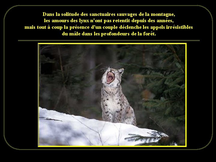 Dans la solitude des sanctuaires sauvages de la montagne, les amours des lynx n'ont