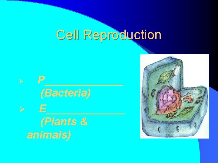 Cell Reproduction P_______ (Bacteria) Ø E_______ (Plants & animals) Ø 