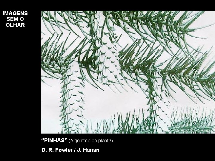 IMAGENS SEM O OLHAR “PINHAS” (Algoritmo de planta) D. R. Fowler / J. Hanan