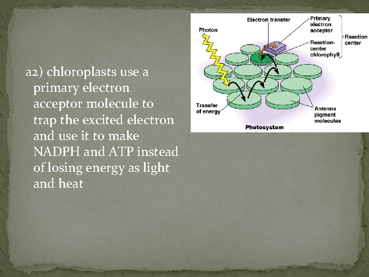 a 2) chloroplasts use a primary electron acceptor molecule to trap the excited electron