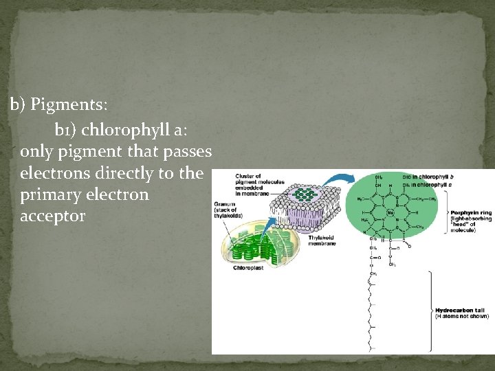 b) Pigments: b 1) chlorophyll a: only pigment that passes electrons directly to the