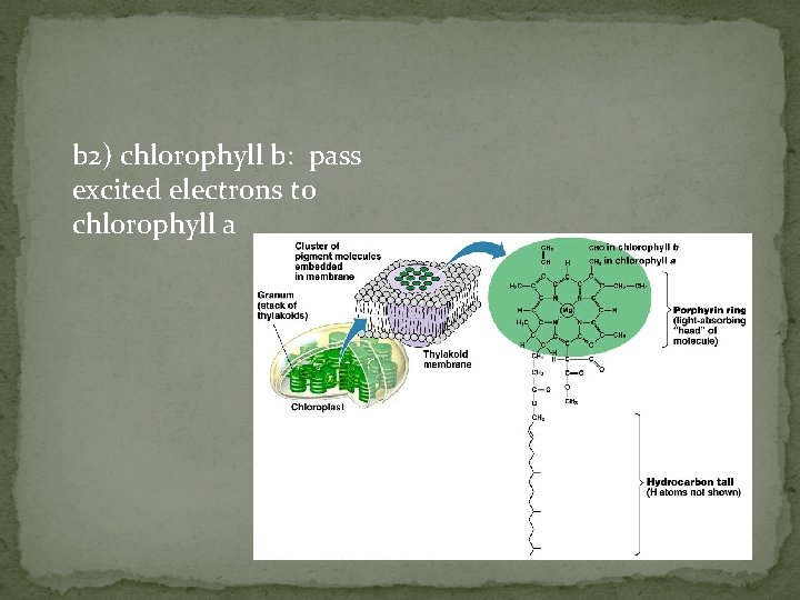 b 2) chlorophyll b: pass excited electrons to chlorophyll a 