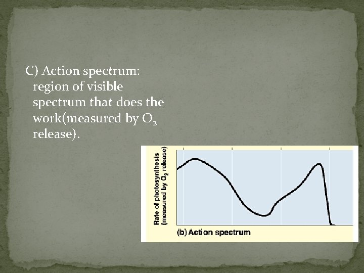 C) Action spectrum: region of visible spectrum that does the work(measured by O 2