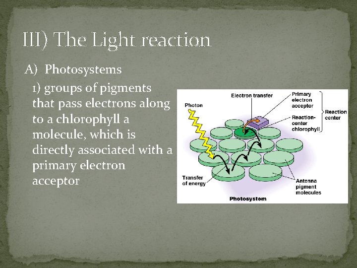 III) The Light reaction A) Photosystems 1) groups of pigments that pass electrons along