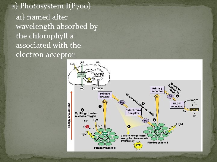 a) Photosystem I(P 700) a 1) named after wavelength absorbed by the chlorophyll a