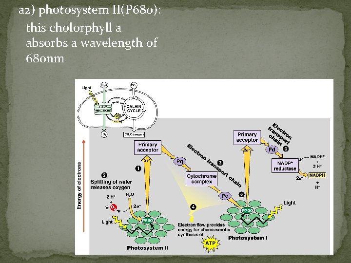 a 2) photosystem II(P 680): this cholorphyll a absorbs a wavelength of 680 nm