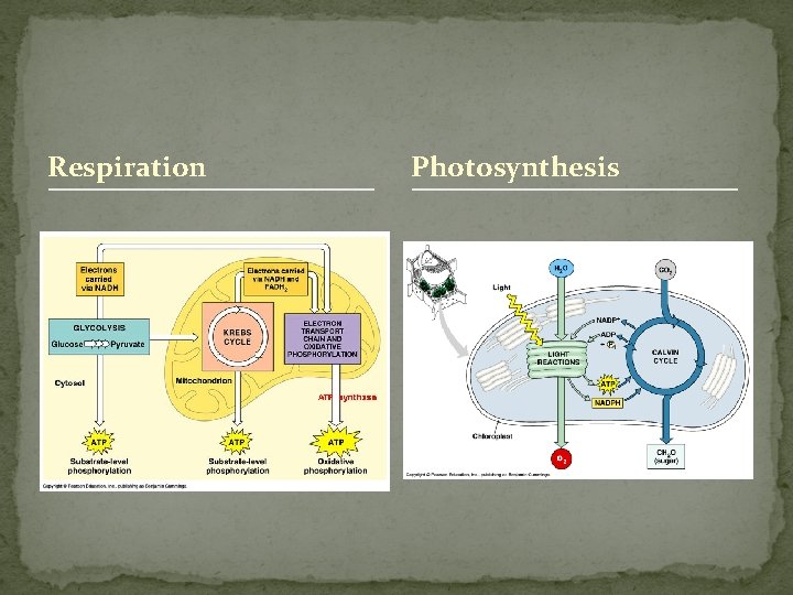 Respiration Photosynthesis 