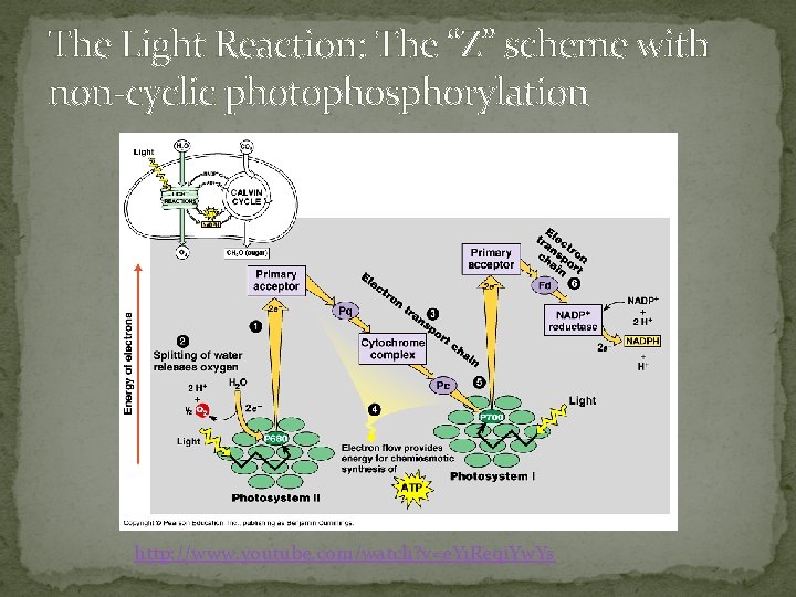 The Light Reaction: The “Z” scheme with non-cyclic photophosphorylation http: //www. youtube. com/watch? v=e.