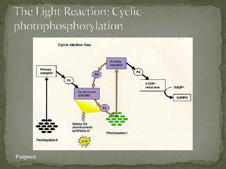 The Light Reaction: Cyclicphotophosphorylation Purpose: 