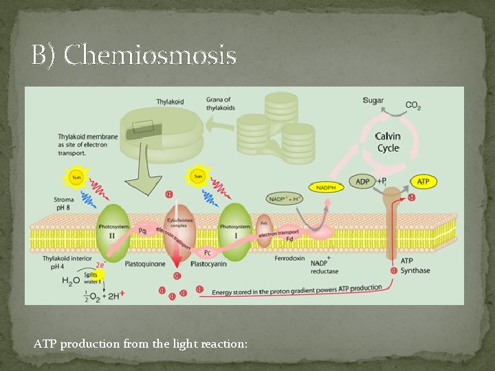 B) Chemiosmosis ATP production from the light reaction: 