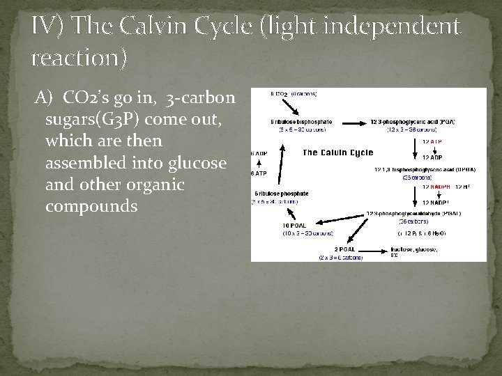 IV) The Calvin Cycle (light independent reaction) A) CO 2’s go in, 3 -carbon