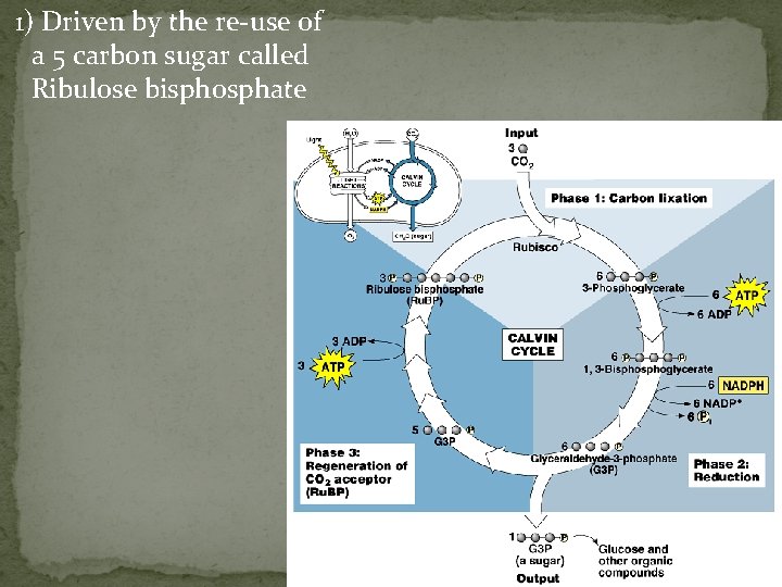 1) Driven by the re-use of a 5 carbon sugar called Ribulose bisphosphate 