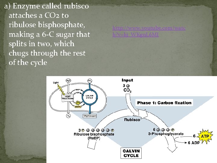 a) Enzyme called rubisco attaches a CO 2 to ribulose bisphosphate, making a 6