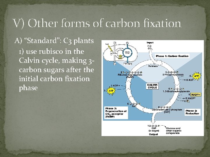 V) Other forms of carbon fixation A) “Standard”: C 3 plants 1) use rubisco