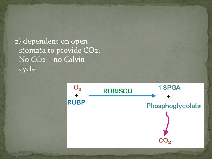 2) dependent on open stomata to provide CO 2. No CO 2 – no