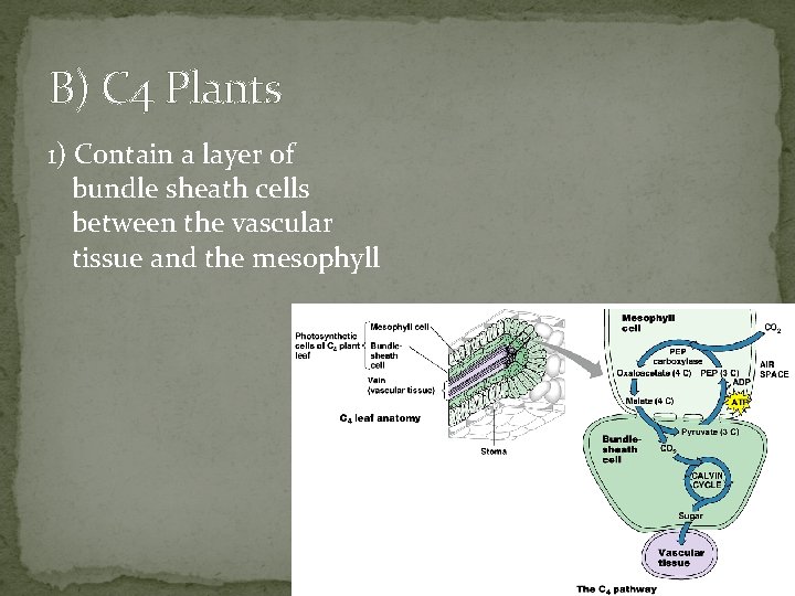 B) C 4 Plants 1) Contain a layer of bundle sheath cells between the