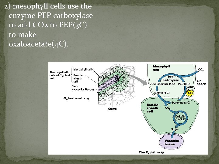 2) mesophyll cells use the enzyme PEP carboxylase to add CO 2 to PEP(3
