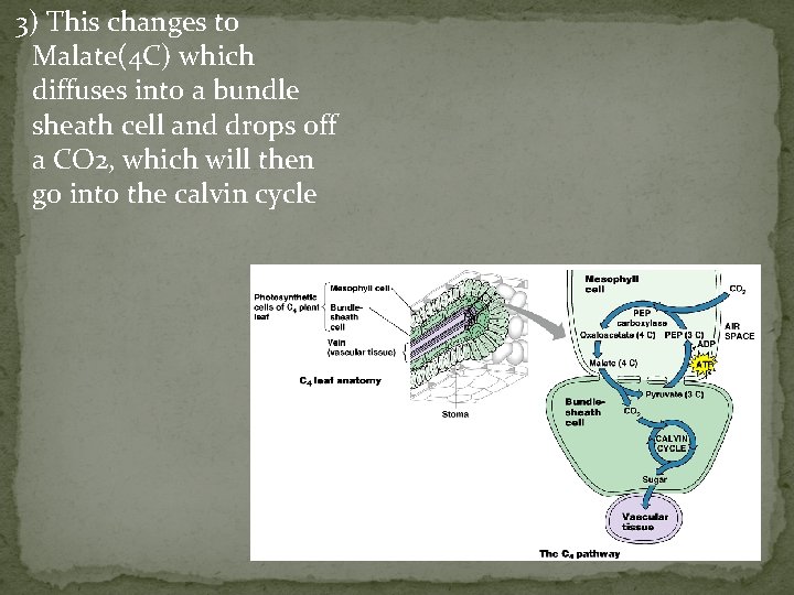 3) This changes to Malate(4 C) which diffuses into a bundle sheath cell and