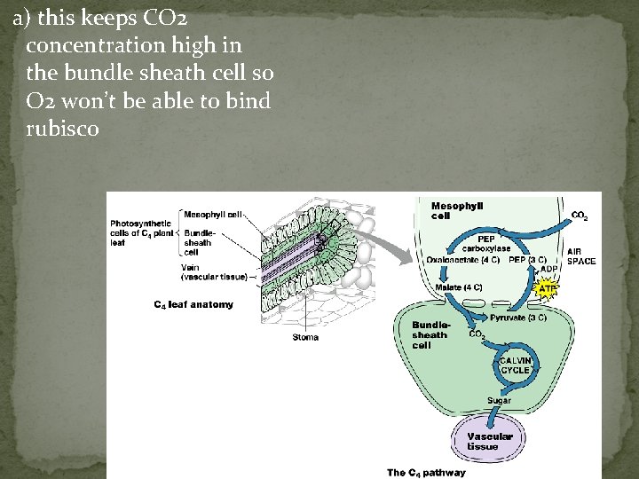 a) this keeps CO 2 concentration high in the bundle sheath cell so O