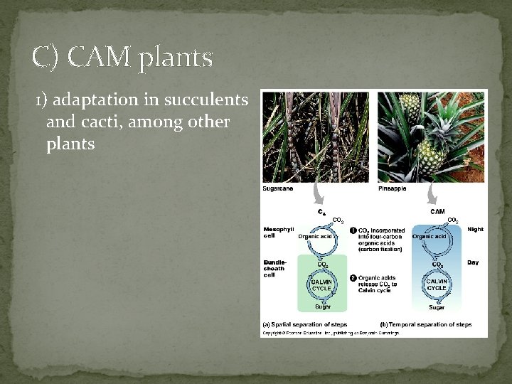 C) CAM plants 1) adaptation in succulents and cacti, among other plants 
