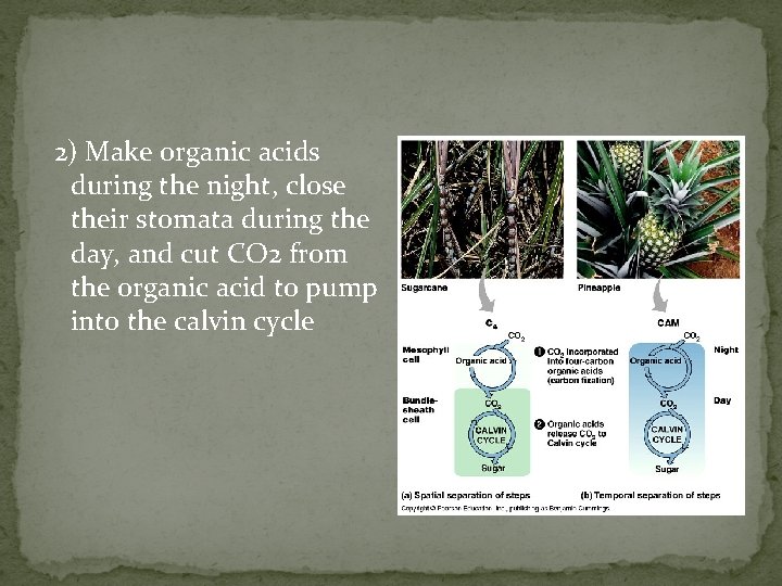 2) Make organic acids during the night, close their stomata during the day, and