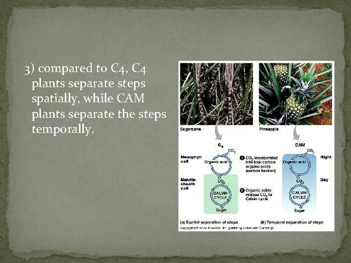 3) compared to C 4, C 4 plants separate steps spatially, while CAM plants