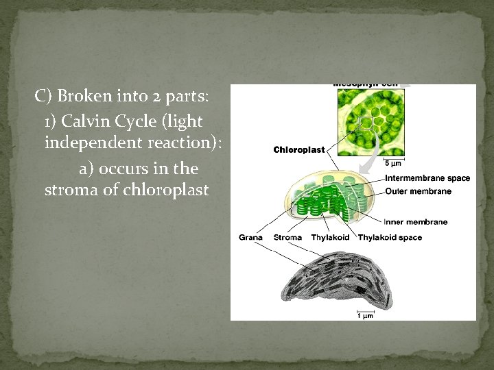 C) Broken into 2 parts: 1) Calvin Cycle (light independent reaction): a) occurs in