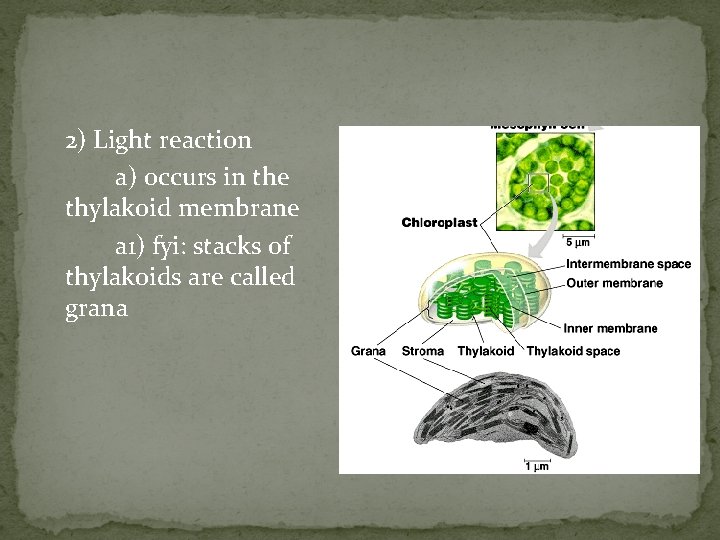 2) Light reaction a) occurs in the thylakoid membrane a 1) fyi: stacks of