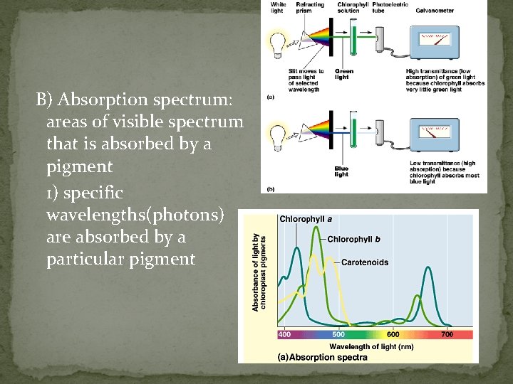 B) Absorption spectrum: areas of visible spectrum that is absorbed by a pigment 1)