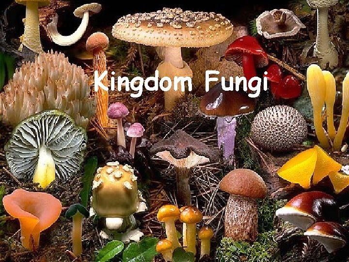 Kingdom Fungi 