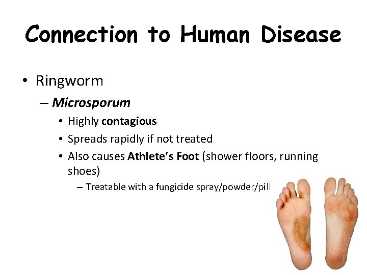 Connection to Human Disease • Ringworm – Microsporum • Highly contagious • Spreads rapidly