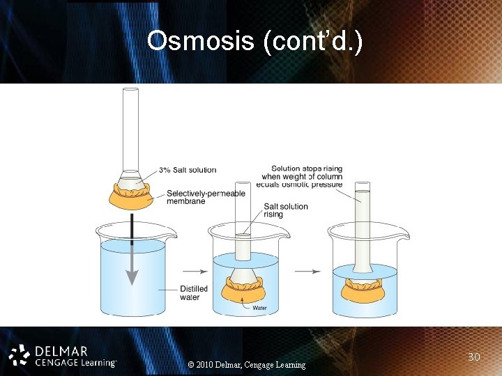 Osmosis (cont’d. ) © 2010 Delmar, Cengage Learning 30 