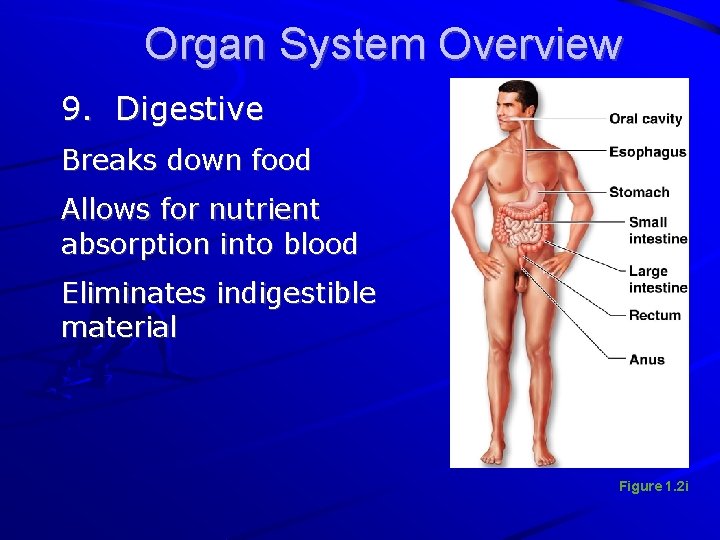 Organ System Overview 9. Digestive Breaks down food Allows for nutrient absorption into blood