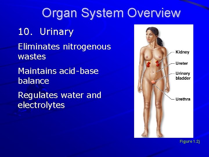 Organ System Overview 10. Urinary Eliminates nitrogenous wastes Maintains acid-base balance Regulates water and