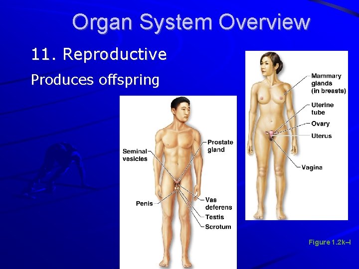 Organ System Overview 11. Reproductive Produces offspring Figure 1. 2 k–l 