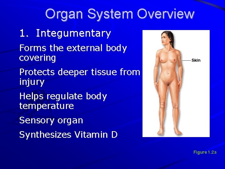 Organ System Overview 1. Integumentary Forms the external body covering Protects deeper tissue from