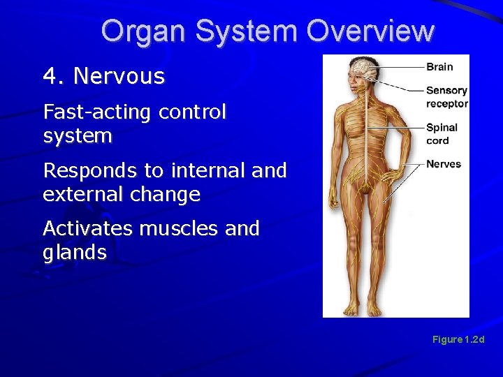 Organ System Overview 4. Nervous Fast-acting control system Responds to internal and external change